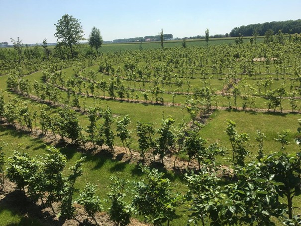 Augustus is oogstmaand, blog Claudy Voskens over inzichten bij Puur Natuurbeleving.